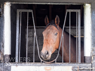 NH051025-86 - Nicky Henderson Stable Visit